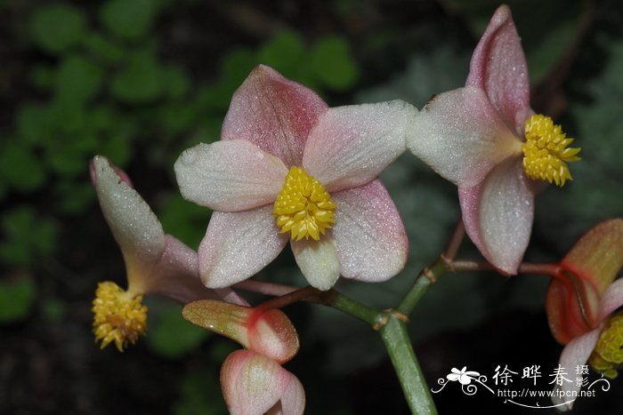 凤凰花是哪里的市花