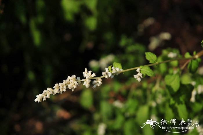 花叶君子兰