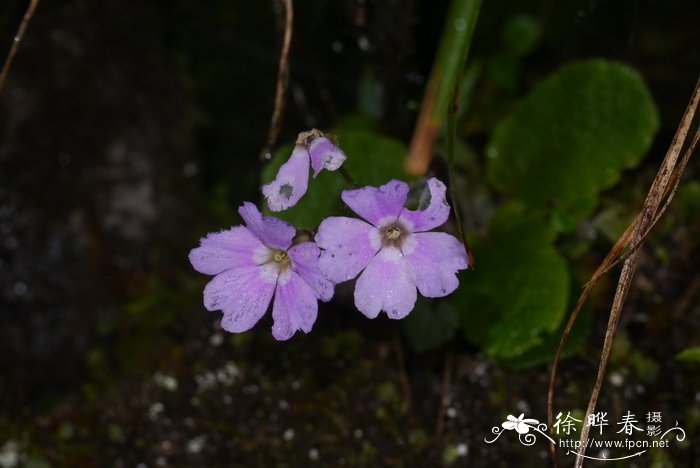 巧克力波斯菊