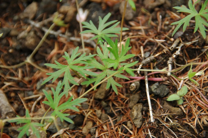 香格里拉独克宗