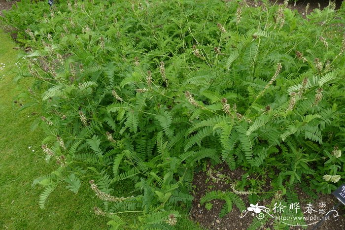 河南法桐种植基地