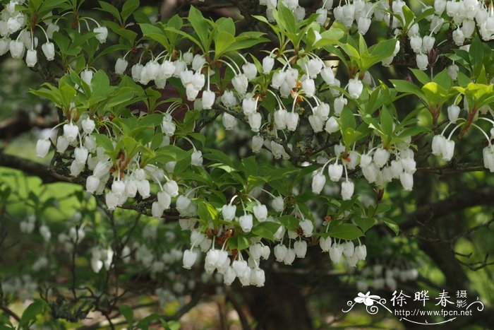 阳台花卉