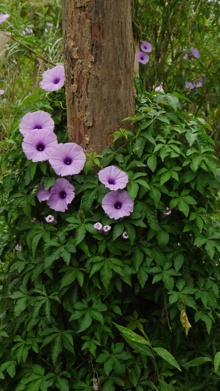 炙黄芪