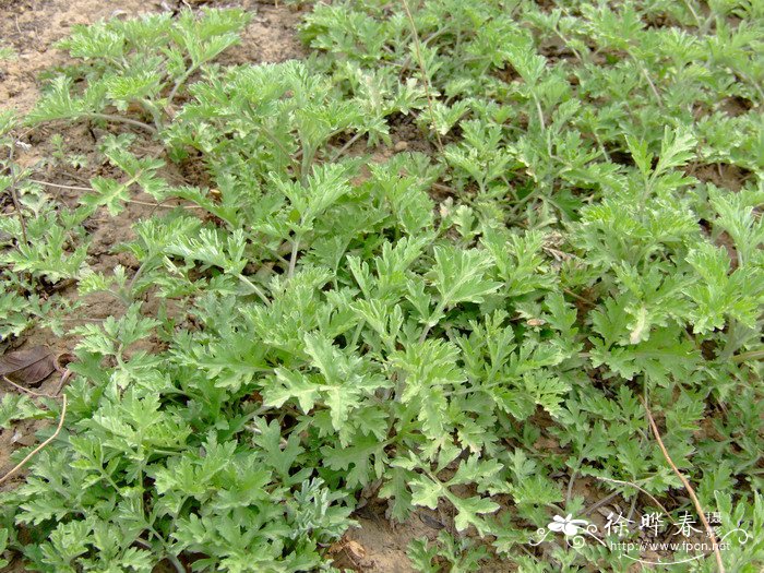 丛生桂花树价格