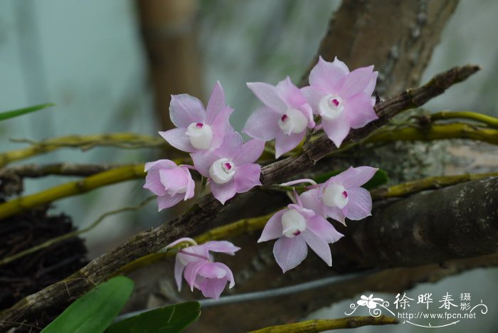 茶梅和茶花的区别