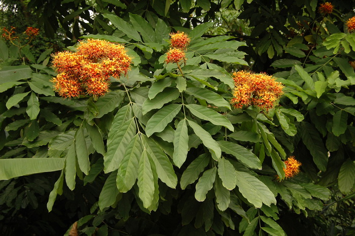 最好养的10种兰花