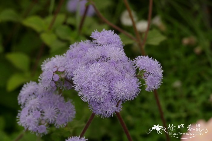 木香花和爬藤月季比较