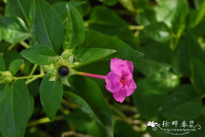 植物图片大全大图唯美