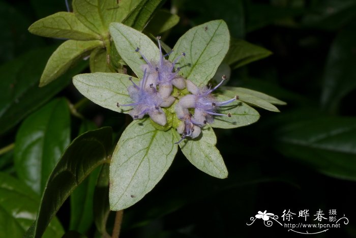 玫瑰花的药用功效