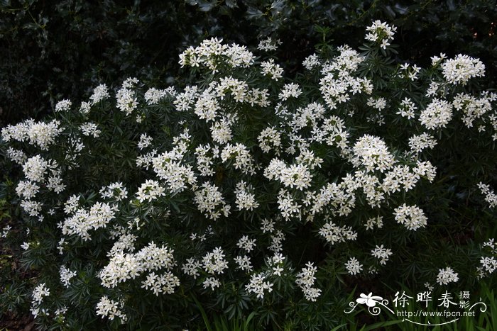 白芷图片