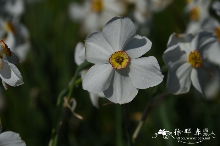 桂花树的介绍