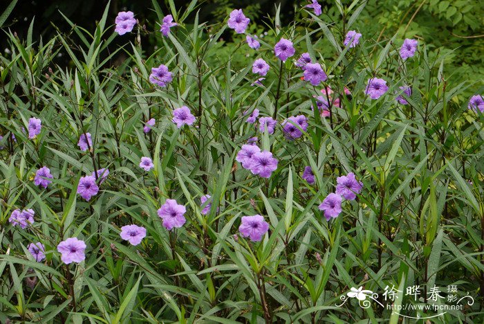 桂花树种植