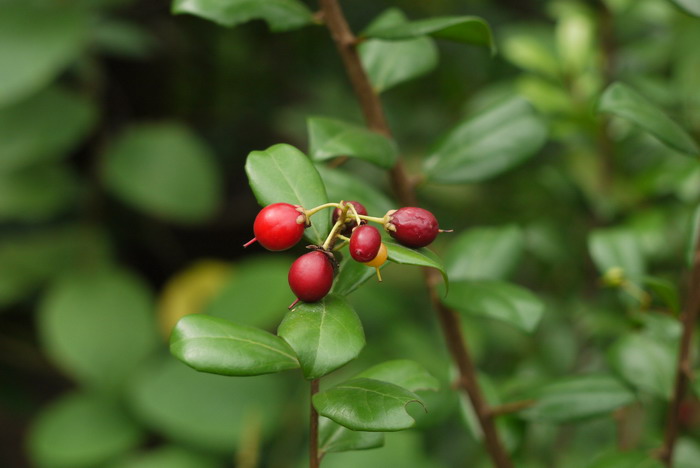 马蜂菜