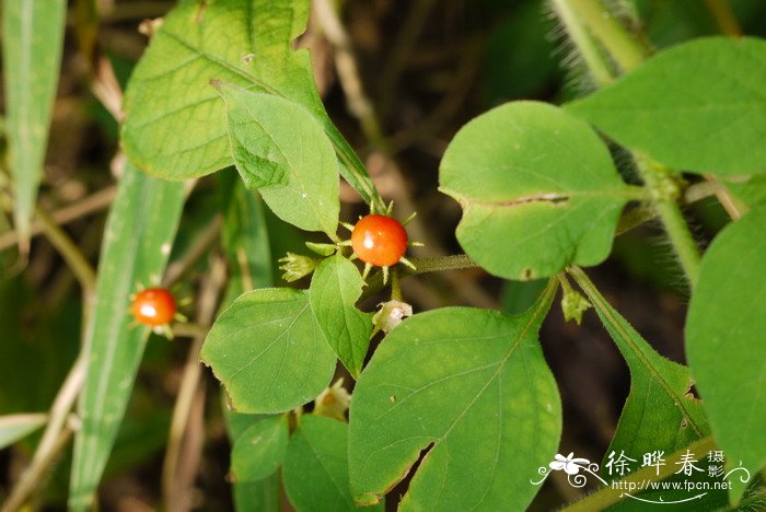 牡丹花茶的功效与作用