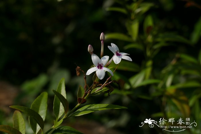 樱桃花