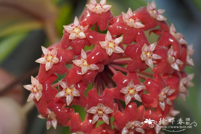 玉兰花样子特点外貌