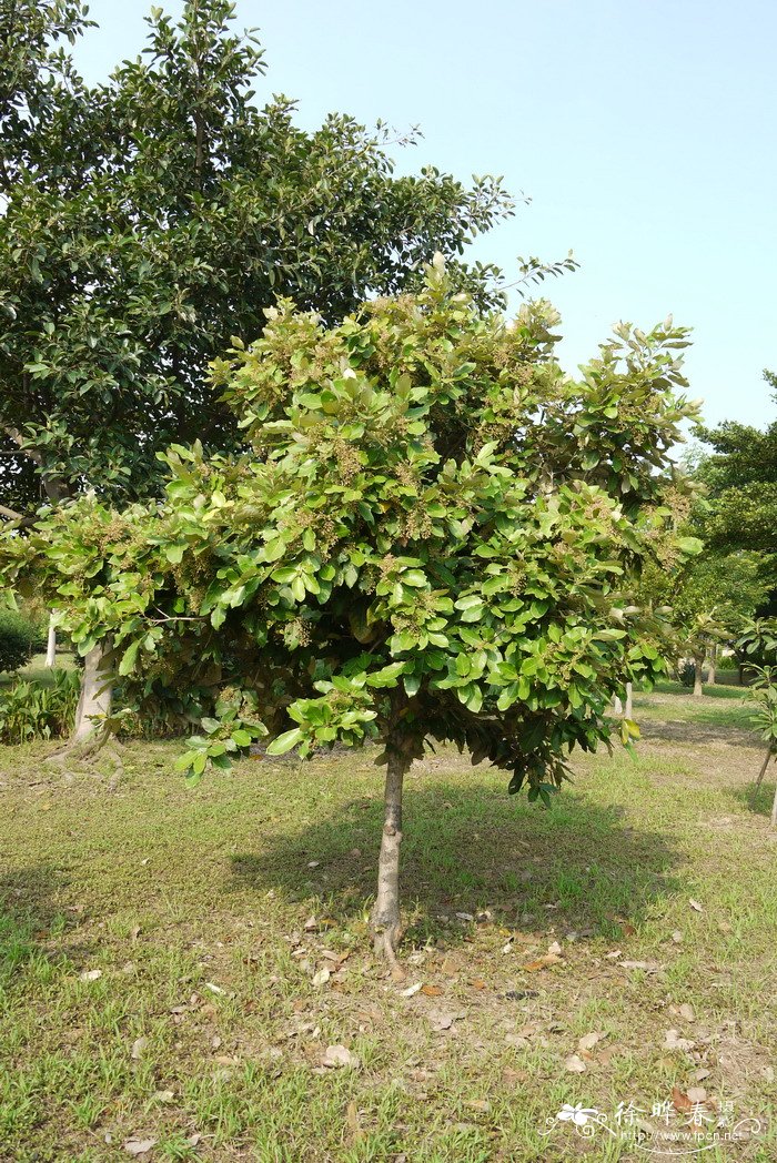 客厅电视两边摆什么植物旺财