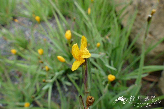 郁金香图片和花语