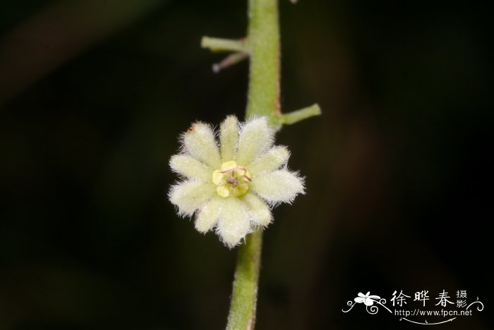 花期长耐热耐寒又好养的花卉