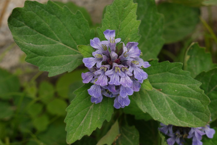 九里香花图片