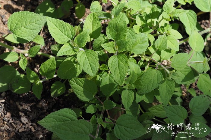 花中君子是什么花