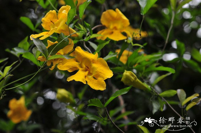 茶花树苗价格