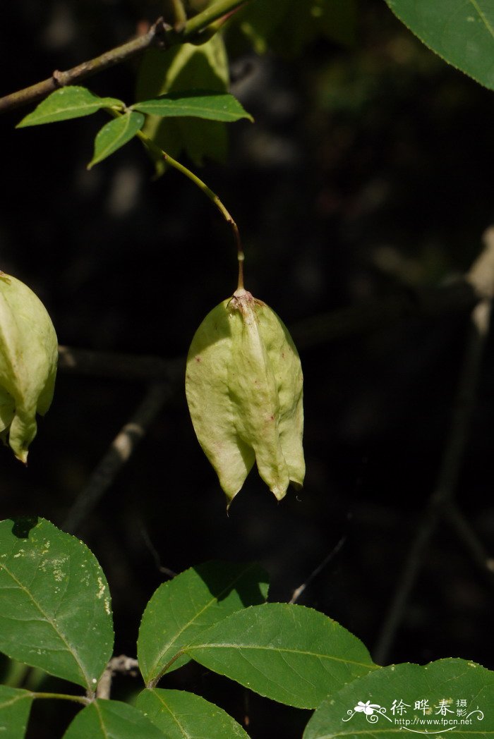 3月开什么花