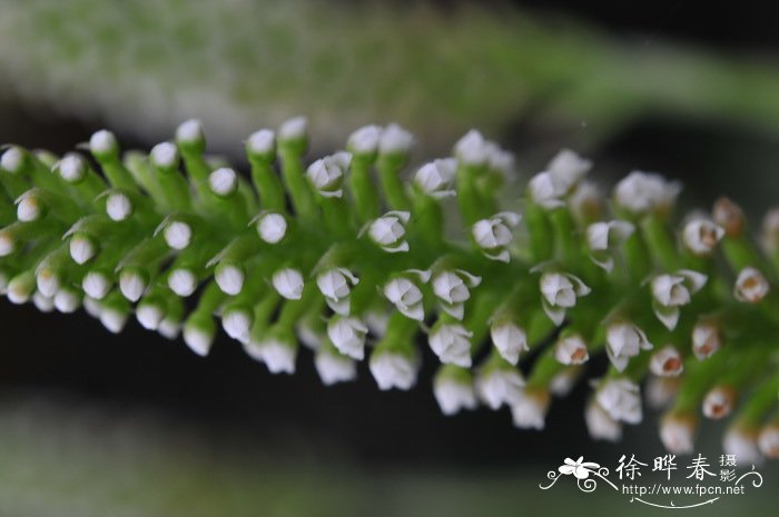 花卉图片及名称大全