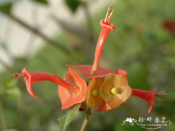 丛生桂花树价格