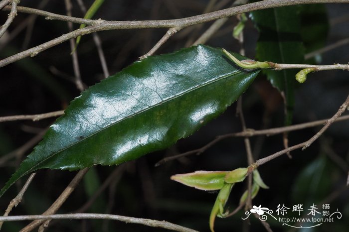 郁金香怎么种植