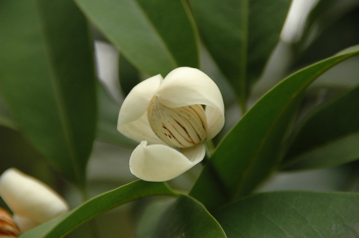 茶花炭疽病用什么药最好