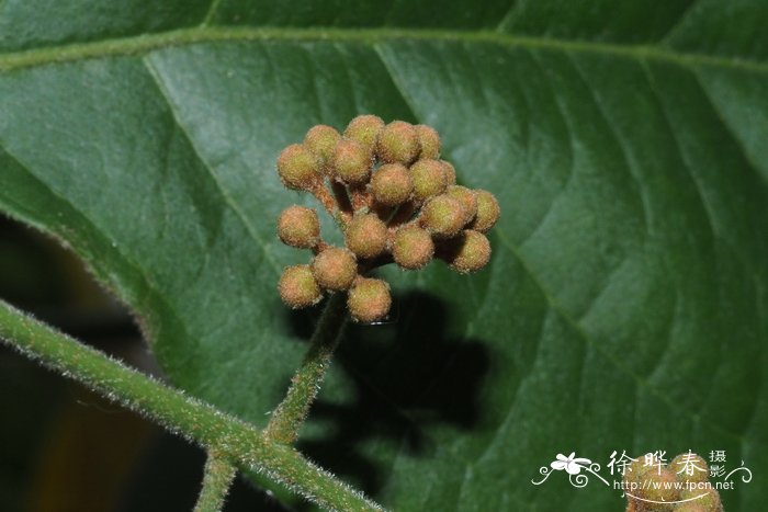 香椿芽的功效与作用