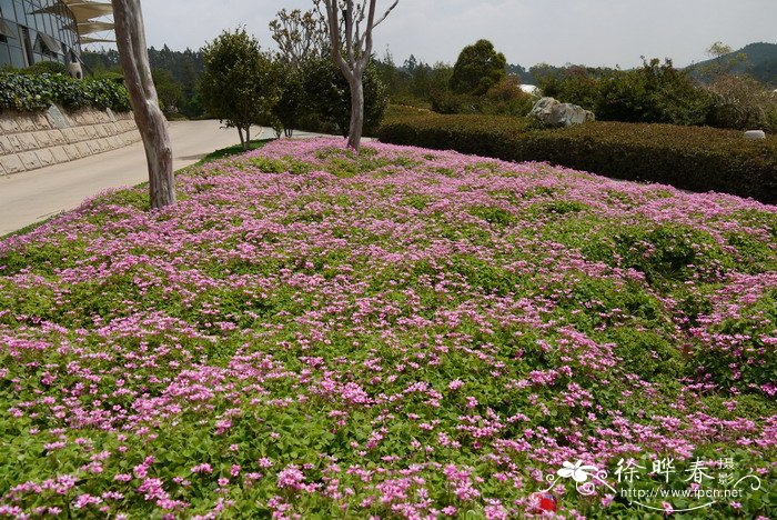 中药代代花