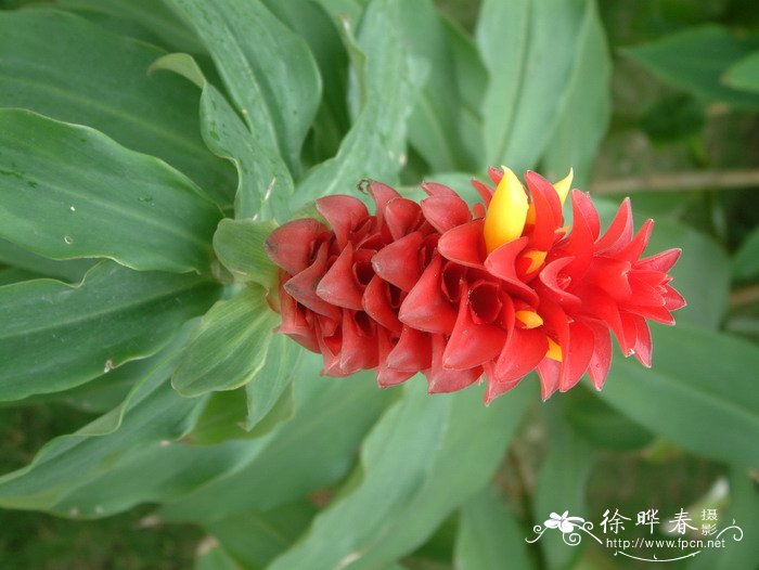 桂花树报价