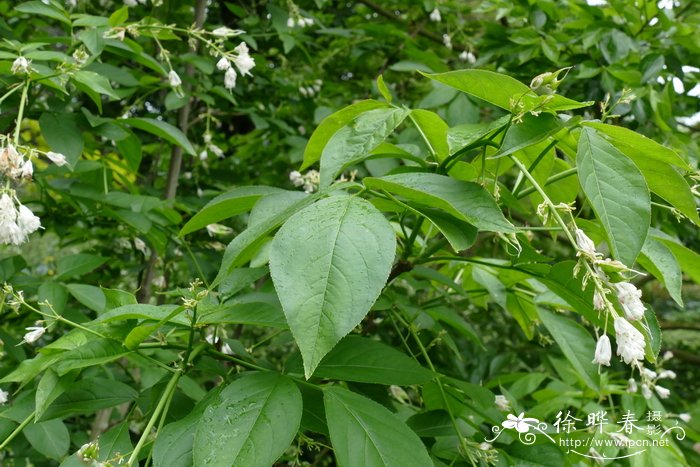 玫瑰鲜花怎么养时间能长一点?