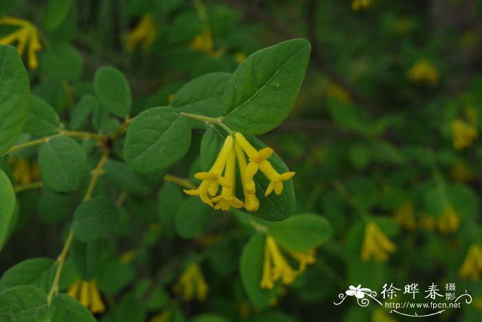 郁金香几月份种植最好