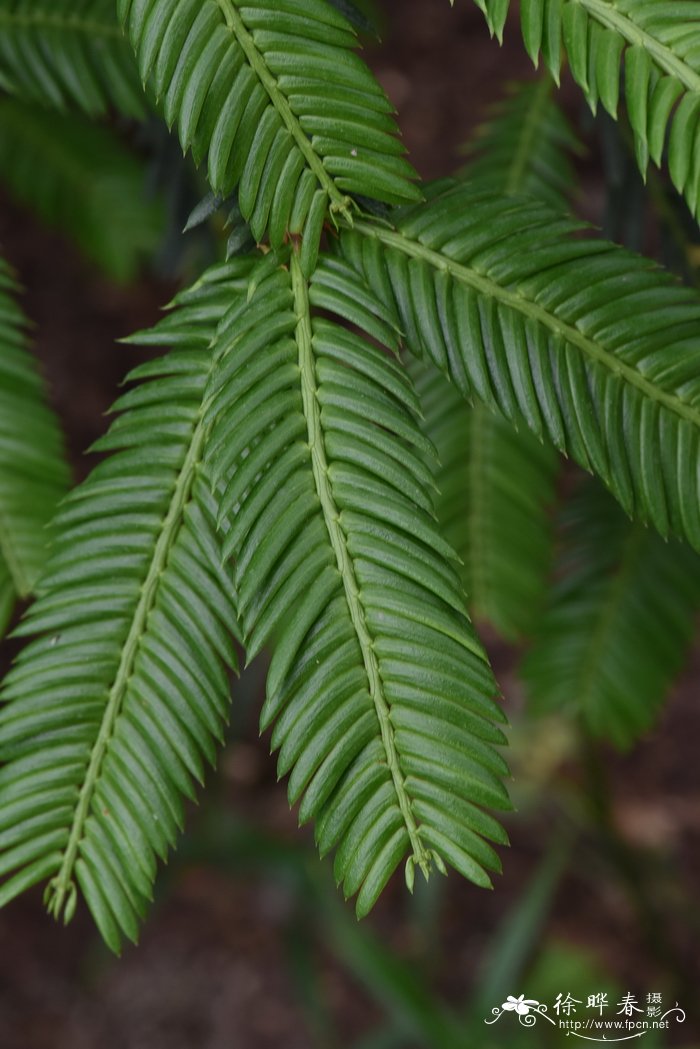 现在桂花树价格