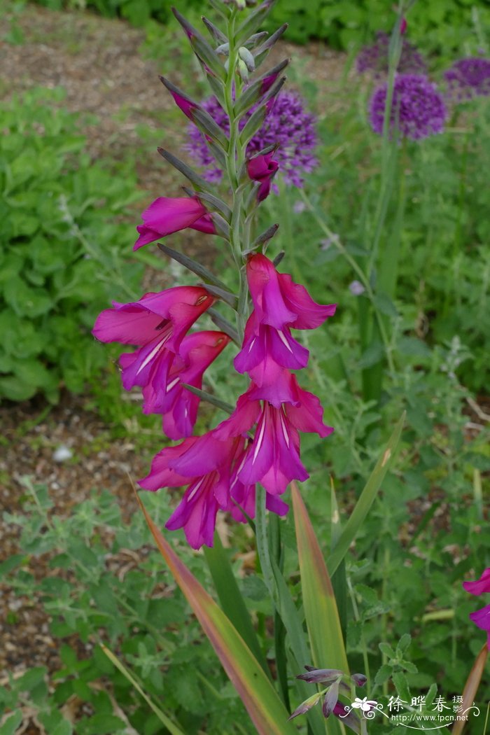 菊花什么意思