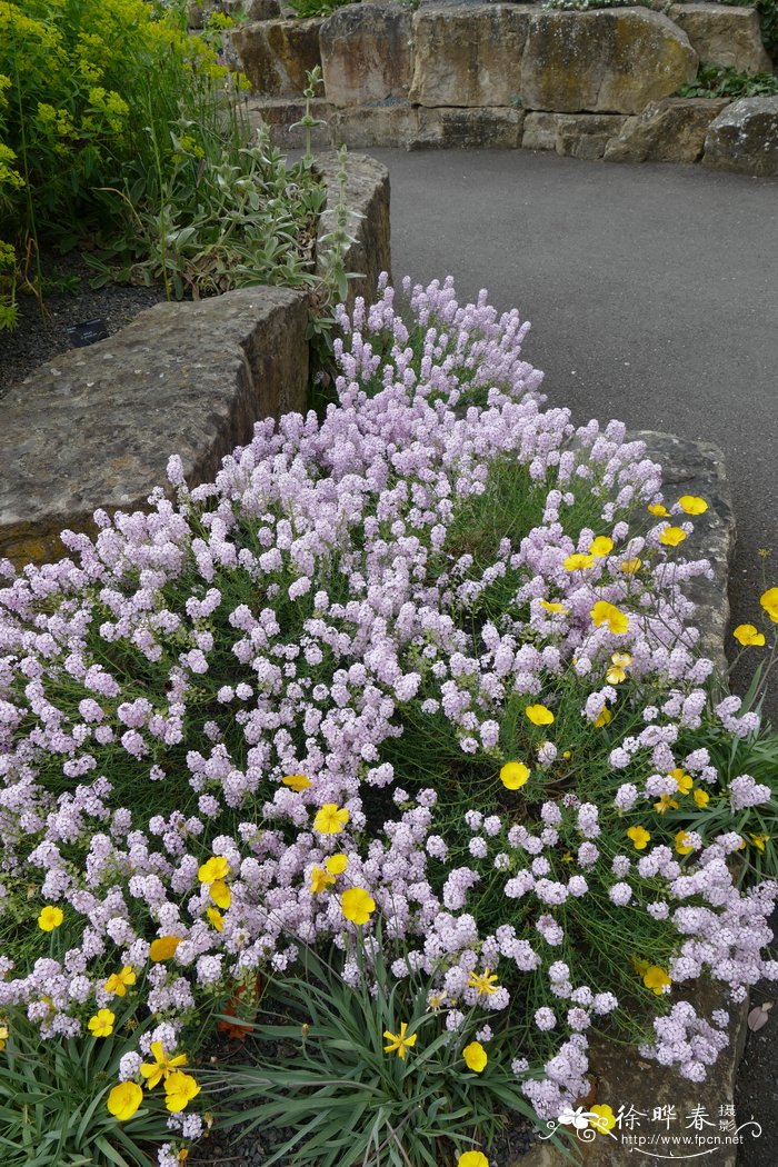 屁屁花