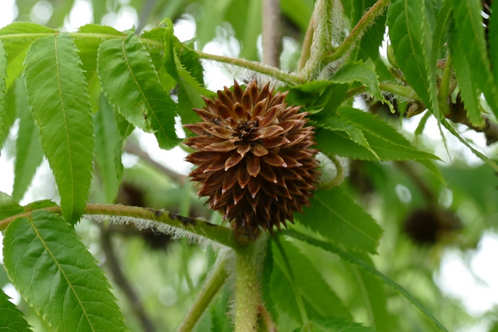 camellia sinensis