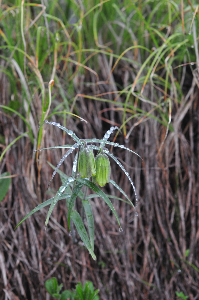 梅花种子种植方法和时间