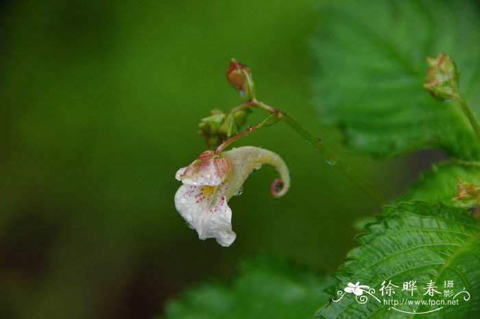 送老师什么花好