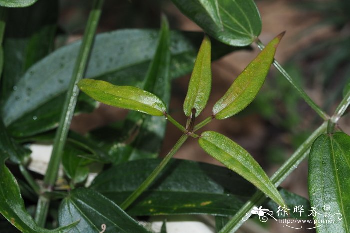 凤仙花的栽培方法