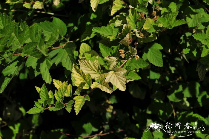 牡丹花种植