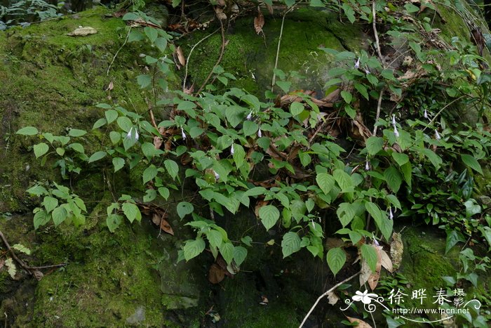 黑色曼陀罗花图片