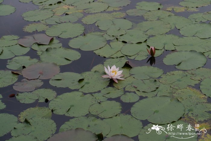 橄榄花