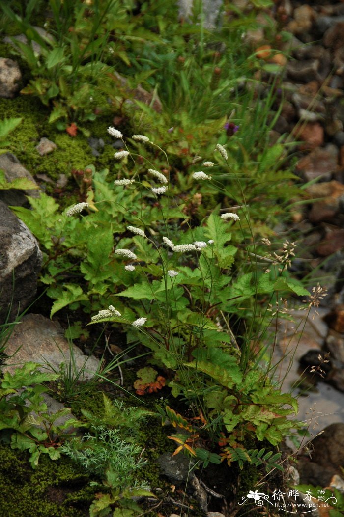 百合花怎么种植方法