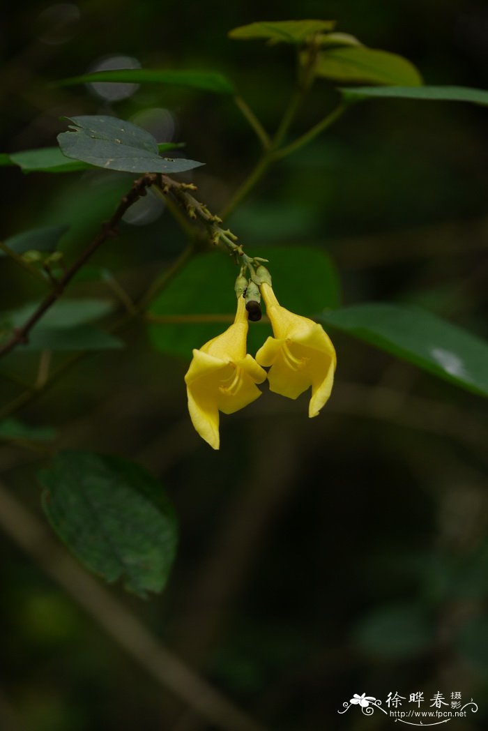 九里香花怎么养家庭养法