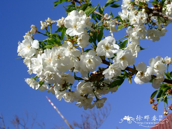 白茶花花语