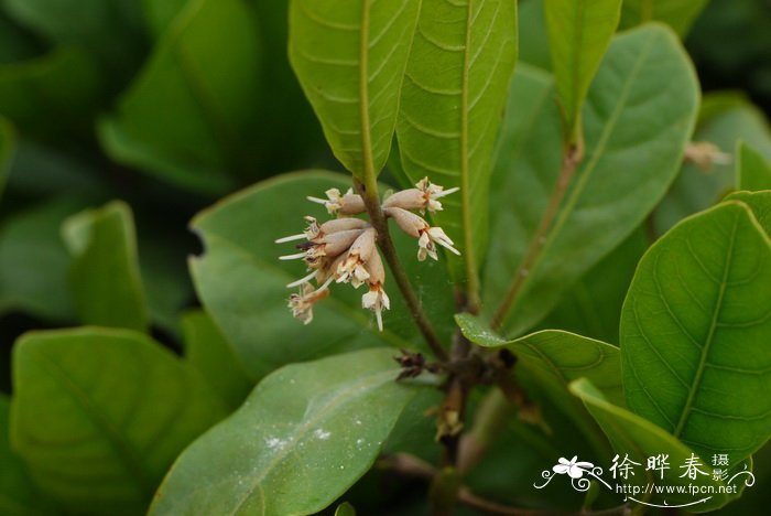 黄花风铃木图片